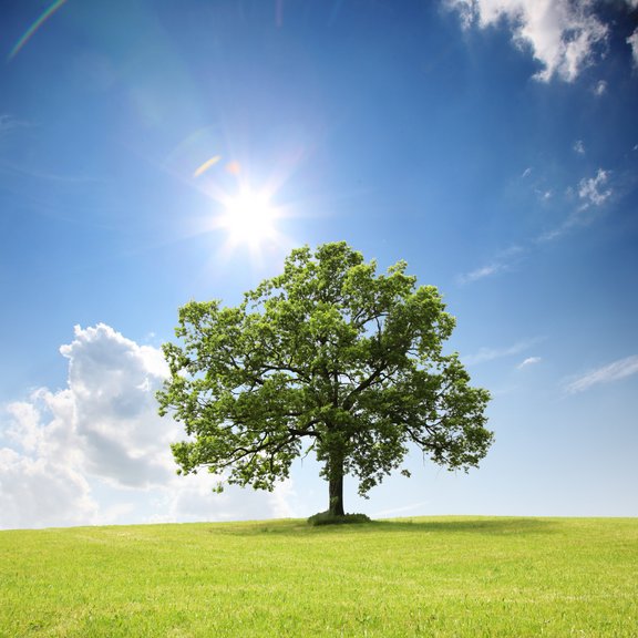 grüner Baum auf grüner Wiese vor blauem Himmel